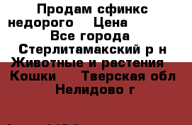 Продам сфинкс недорого  › Цена ­ 1 000 - Все города, Стерлитамакский р-н Животные и растения » Кошки   . Тверская обл.,Нелидово г.